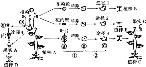 1971年科學家已經從豬的下丘腦中分離出促性腺激素釋放激素.但對GnRH的相關研究近十幾年才逐漸成為熱點并得到廣泛應用.相關激素和腺體之間的關系如圖所示.請回答:下丘腦$\stackrel{}{&rarr;}$垂體$\stackrel{促性腺激素}{&rarr;}$性腺$\stackrel{性激素}{&rarr;}$靶細胞(1)圖示過程是一種分級調節(jié)機制(2)GnRH是由下丘腦 題目和參考答案