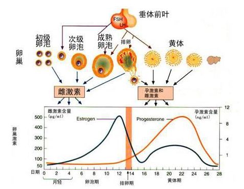 月經四個階段的飲食方,養好卵巢,讓月經好起來_女性