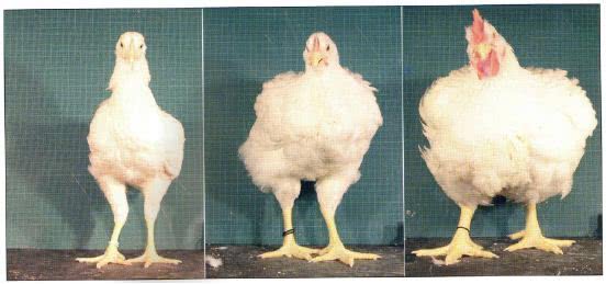 食品謠言終結者二 激素雞 速成雞