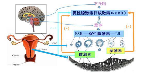 宮頸疾病從何而來?每個女生都該了解一下_性生活