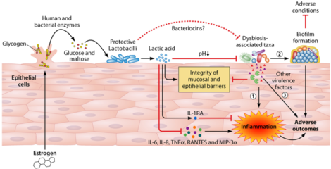 綜述丨Microbiol Mol Biol R: 女性生殖道微生物群在婦科和生殖健康中的作用