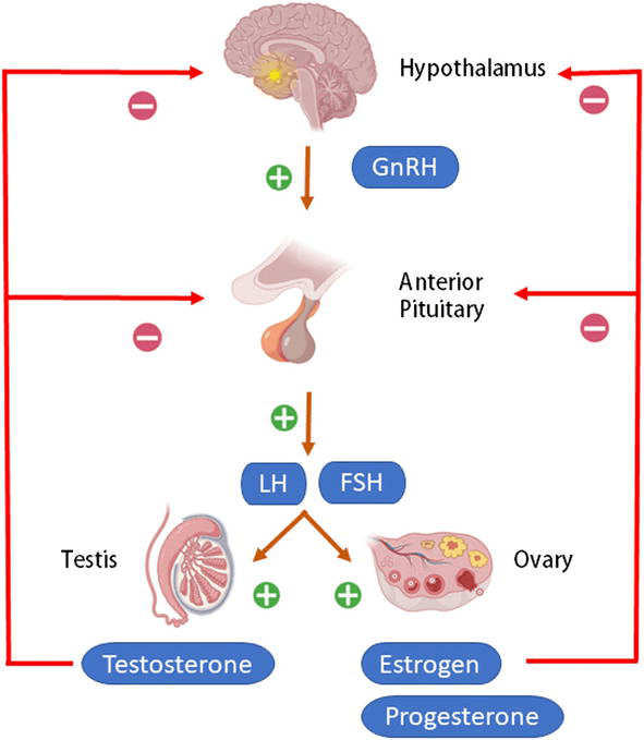 ②調節下丘腦-垂體-性腺軸的功能精液液化異常是引起男性不.