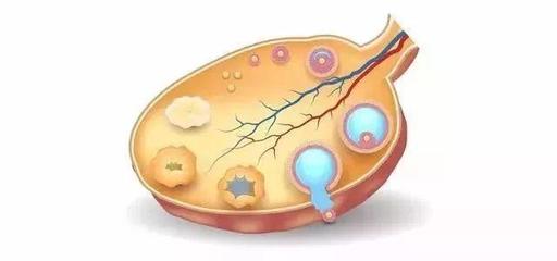 如何提高卵子質量,延緩卵巢衰老?