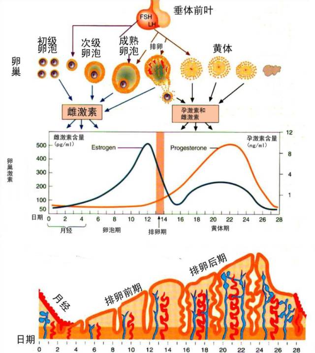 揪出銀屑病幫兇 生殖激素難辭其咎