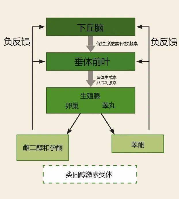 激素調節與抑郁癥治療 生殖激素作用的新視角