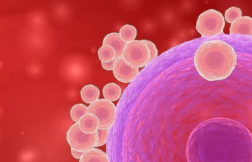 備孕女性促卵泡激素偏高的應對策略