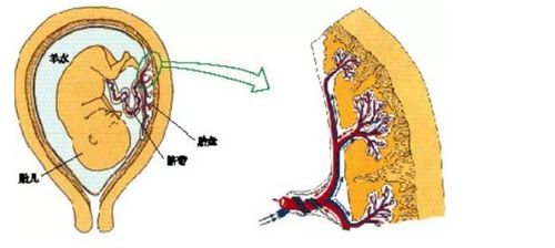 2022年中考生物復習 男性和女性生殖系統的結構與功能及生殖激素