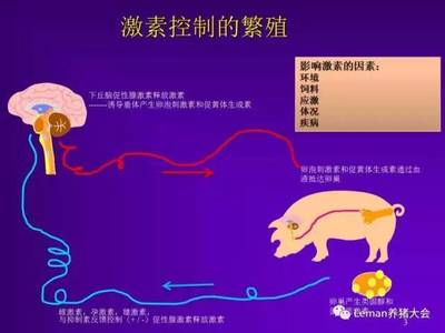 淺談母豬發情和排卵的激素控制