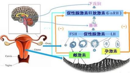 為何女性生殖期短暫且經歷更年期？進化視角下的生殖激素解析