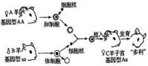 細胞內遺傳信息的表達與相關結構分析