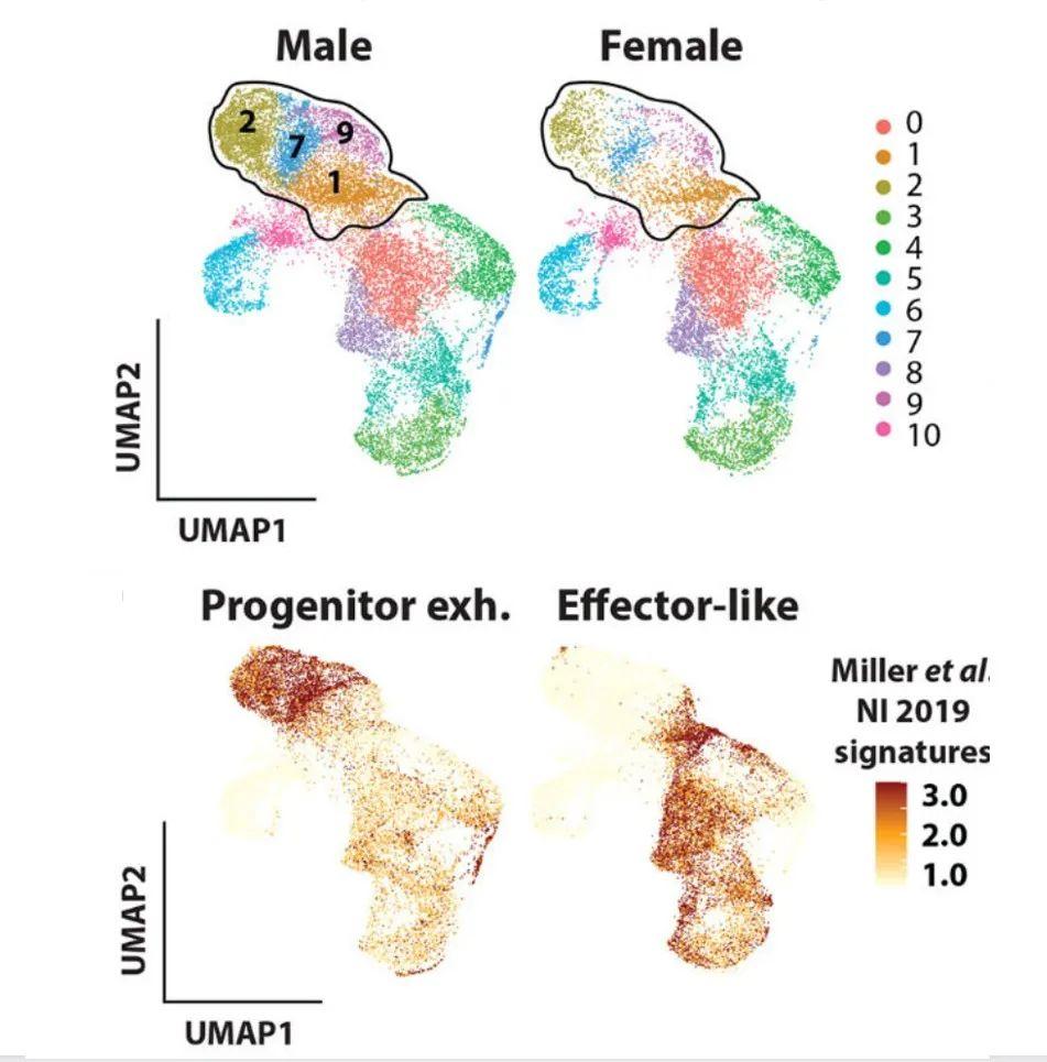 雙刃劍 雄性激素的生殖饋贈與患癌風險